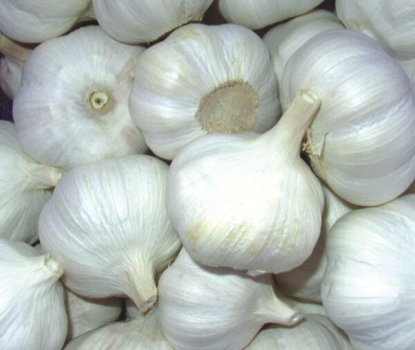 Garlic 250Grams