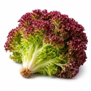 Lollo Rosso Lettuce – UAE Farm Fresh