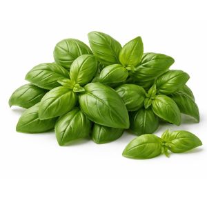 Basil Leaves (100g) – UAE Farm Fresh Produce