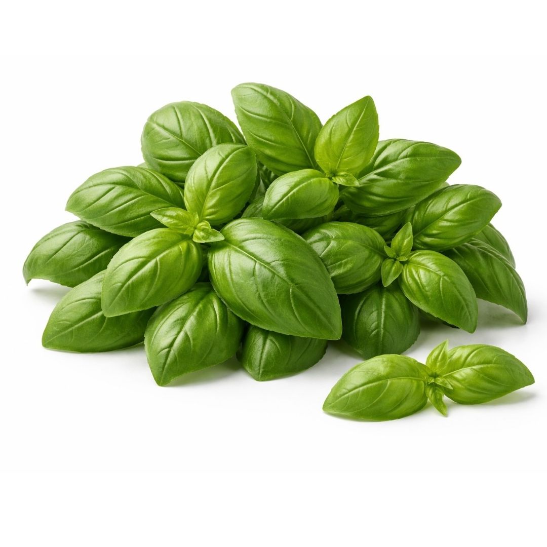 Basil Leaves (100g) – UAE Farm Fresh Produce