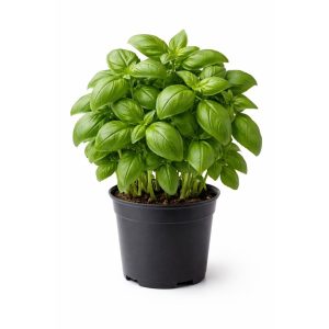 Basil Pot – UAE Farm Fresh Produce